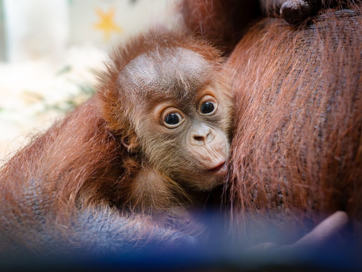 How a Secret Orangutan Breeding Program Is Creating a Baby Boom