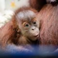 How a Secret Orangutan Breeding Program Is Creating a Baby Boom